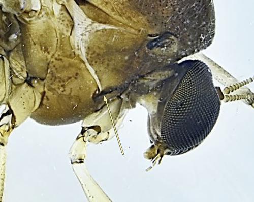 Ceratopogon sp.